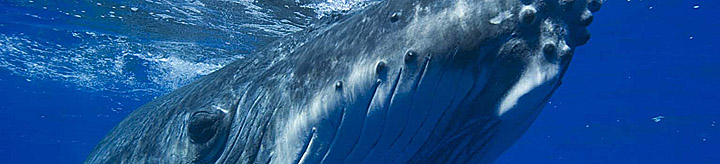 balena